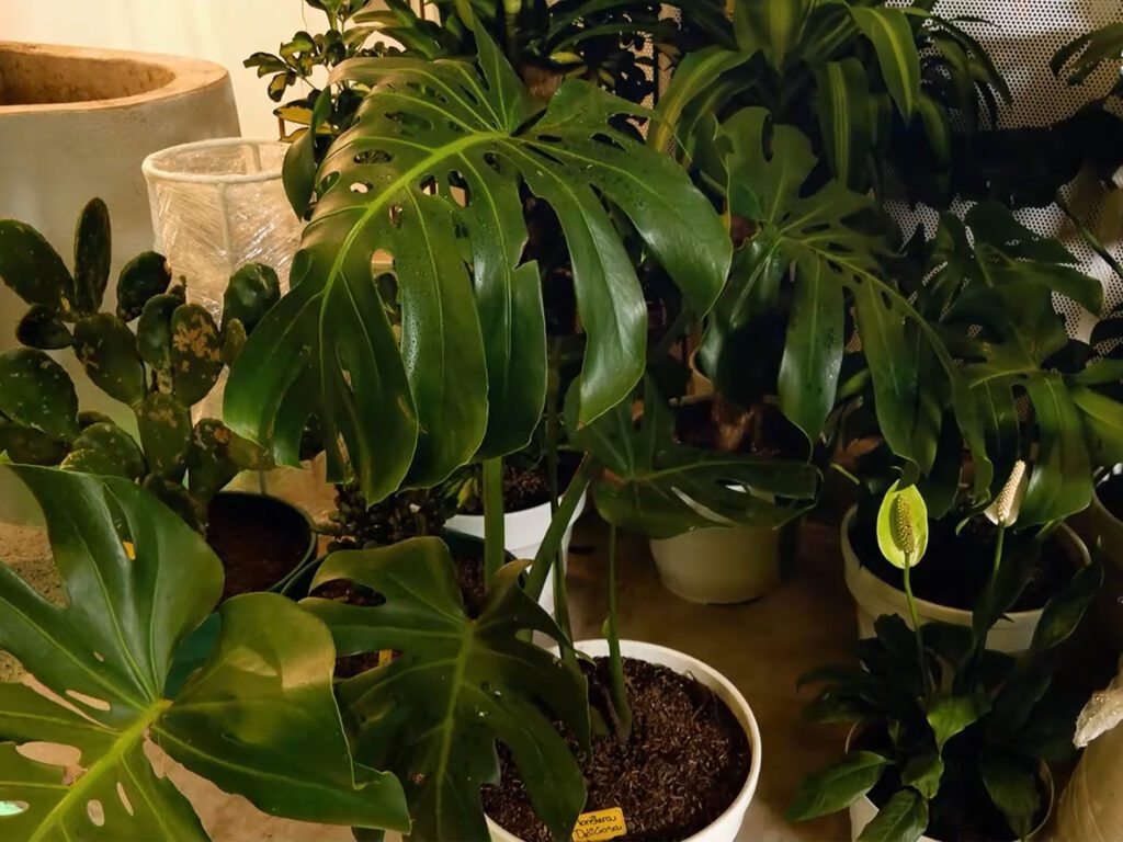 monstera - costilla de adana, plantas & jardines