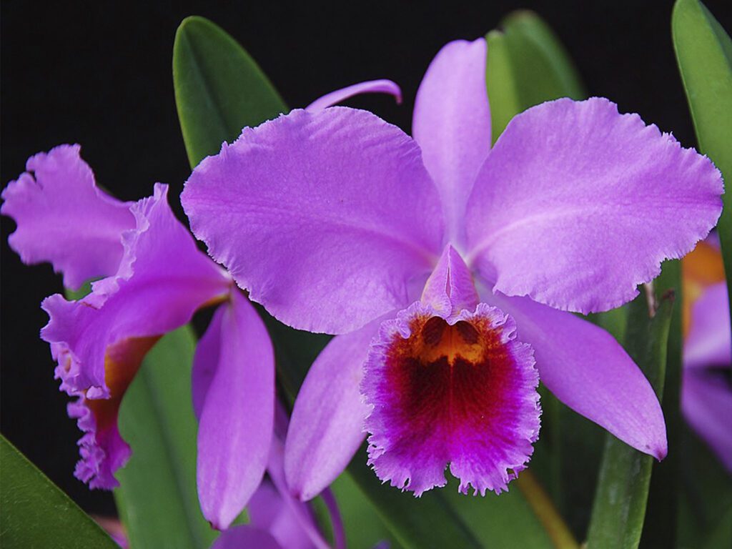 orquídea plantas y jardines