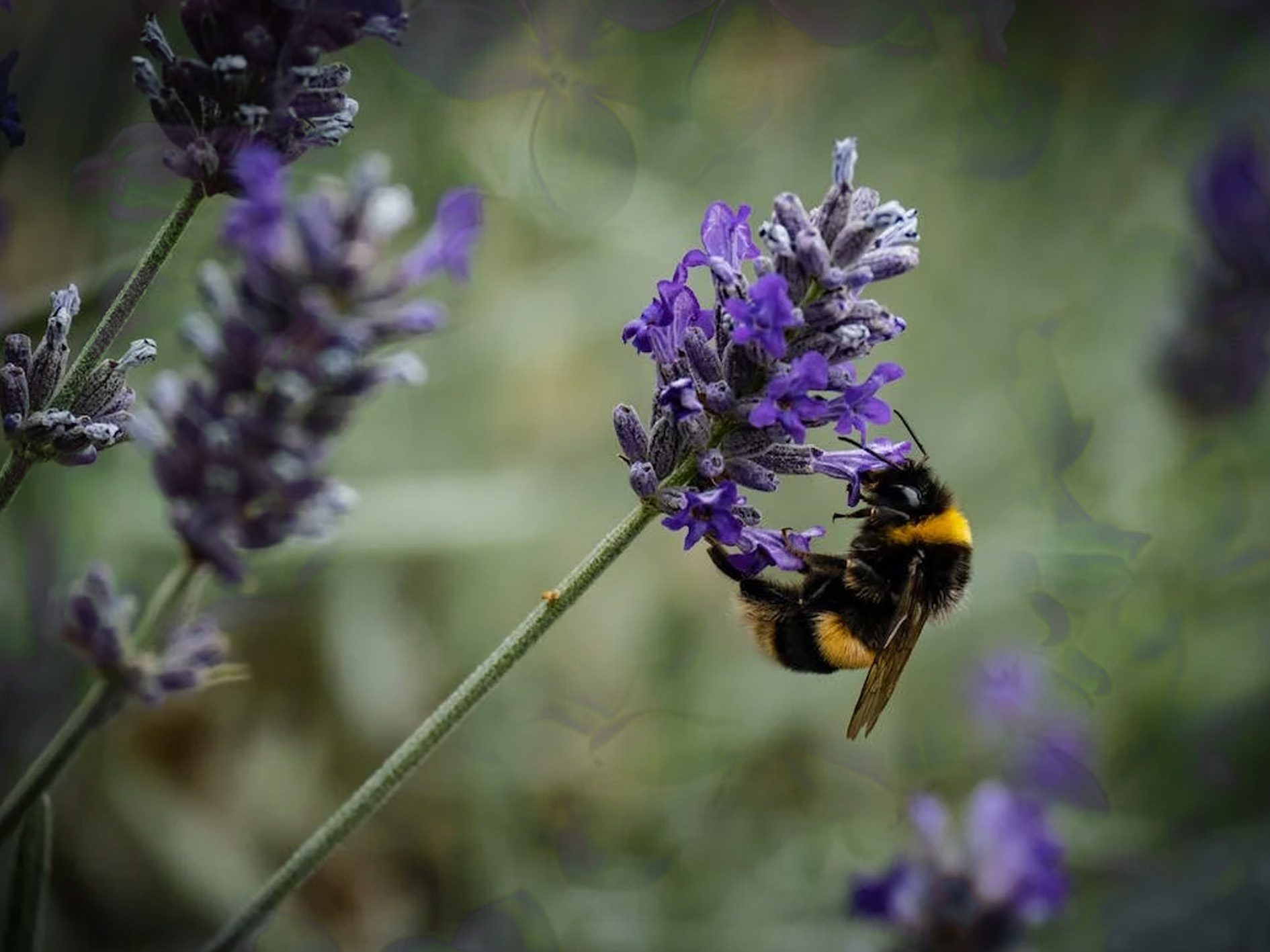 La LAVANDA: la flor aromática y con propiedades medicinales • Teleamiga