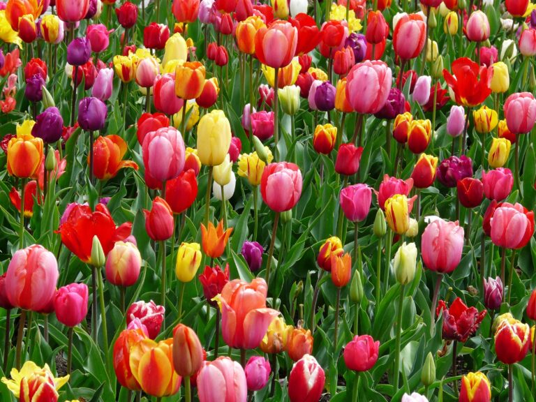 Los tulipanes, la flor neerlandesa que ofrece una paleta de colores amplia