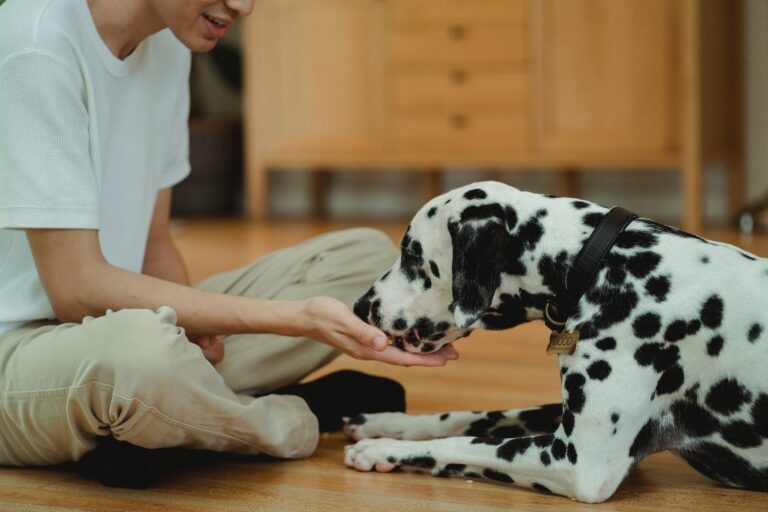 ¿Le puedo dar chocolate a mi perro? Veterinario aclara dudas