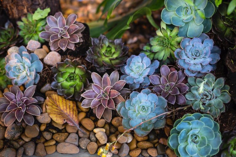 #Recordamos: Suculentas Únicas – Plantas y Jardines