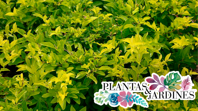 Duranta – Plantas y Jardines en Teleamiga