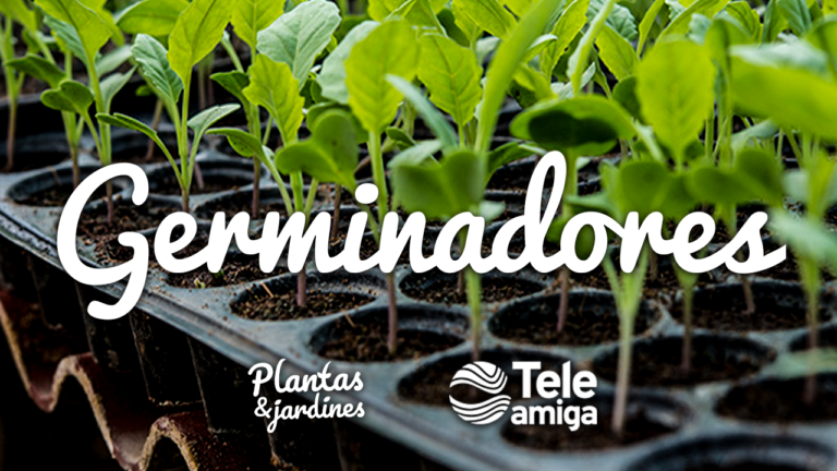 Germinadores- Plantas y Jardines en Teleamiga