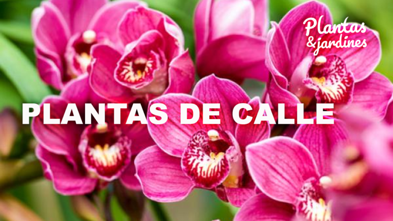 Plantas de Calle – Plantas y Jardines en Teleamiga