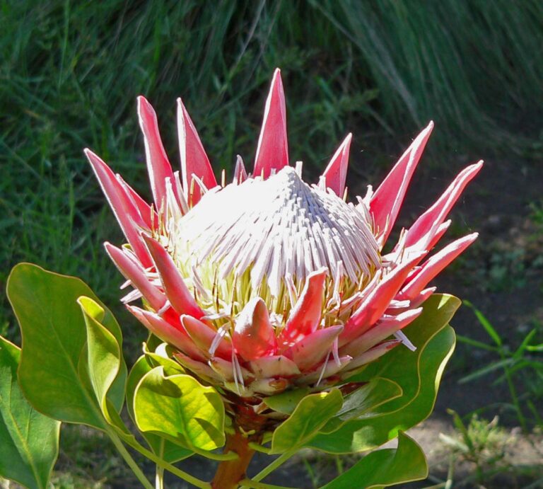 Protea King – Plantas y Jardines en Teleamiga