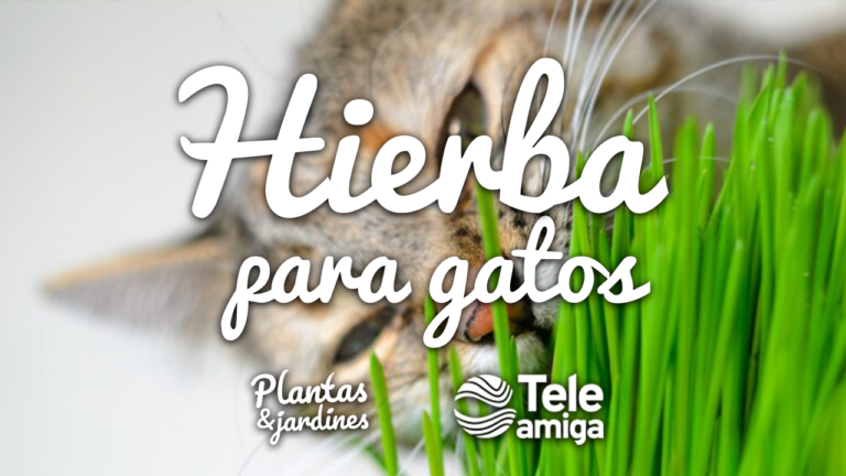 Hierba para gatos – Plantas y Jardines – Teleamiga