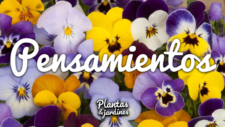 Pensamientos – Plantas y Jardines en Teleamiga