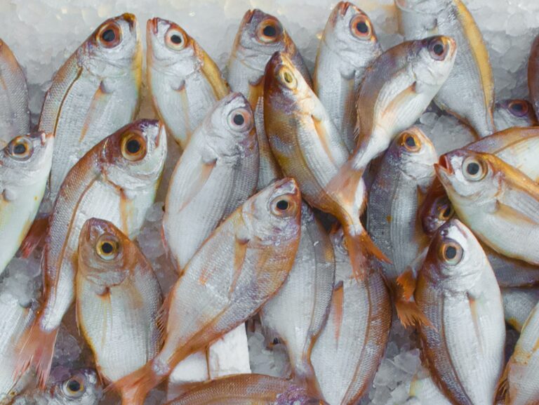 ¿Cómo elegir el pescado fresco en Semana Santa?