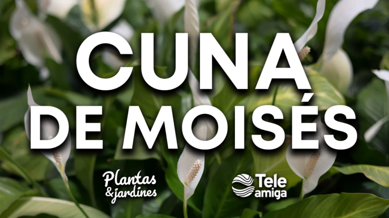 Cuna de Moisés – Plantas y Jardines en Teleamiga