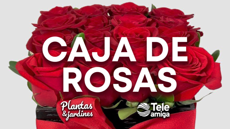 Cuna con Rosas – Plantas y Jardines en Teleamiga