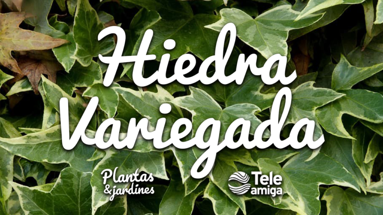 Hiedra Variegada en Plantas y Jardines – Teleamiga