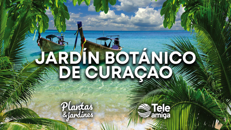 Especial Plantas y Jardines desde Curaçao