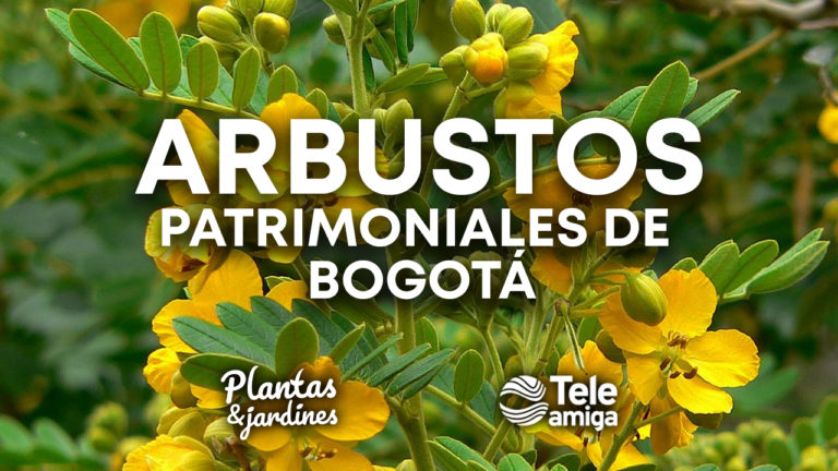 Arbustos patrimoniales de Bogotá – Plantas y Jardines en Teleamiga