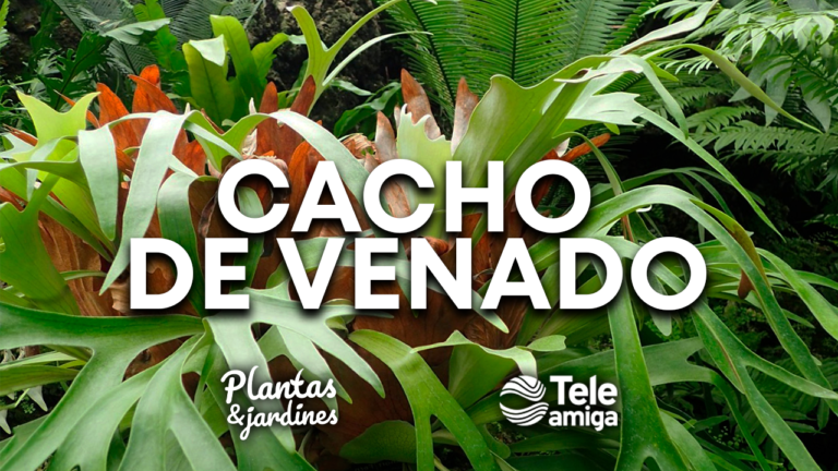 Cacho de Venado – Plantas y Jardines en Teleamiga