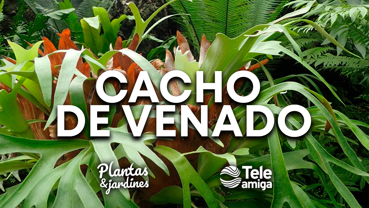 Cacho de Venado Plantas y Jardines en Teleamiga Teleamiga