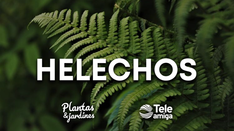 Helechos Únicos – Plantas y Jardines en Teleamiga