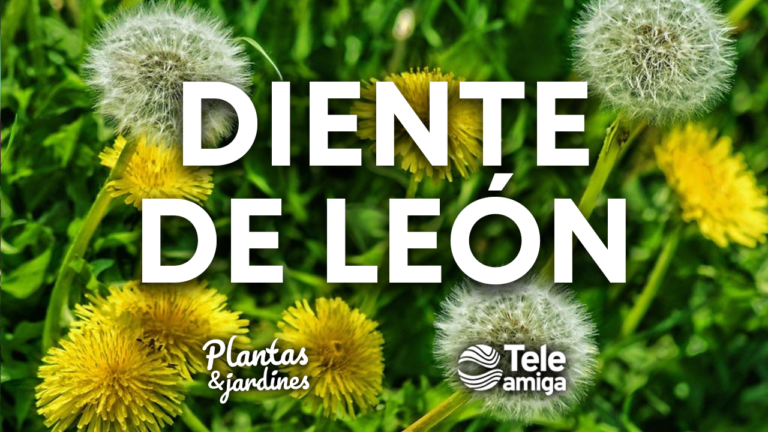 Diente de Leon – Plantas y Jardines en Teleamiga