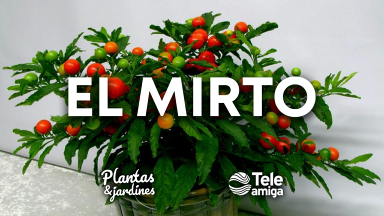 Mirtos – Plantas y Jardines – Teleamiga