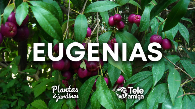 Eugenias en Plantas y Jardines – Teleamiga