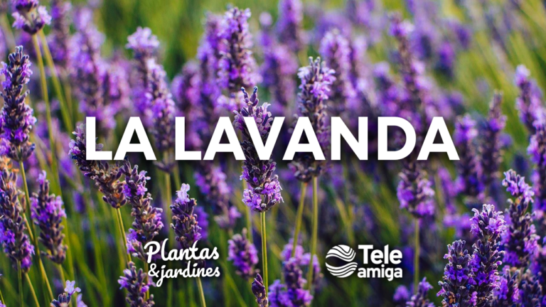 La Lavanda en Plantas y Jardines – Teleamiga