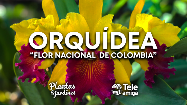 La Orquídea nuestra flor Nacional – Plantas y Jardines