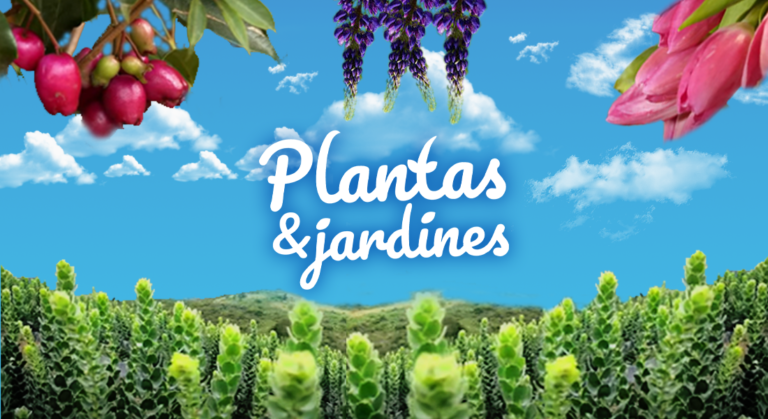 Lantanas – Plantas & Jardines en Teleamiga