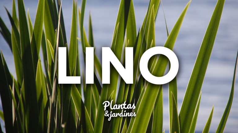 Lino en Plantas y Jardines – Teleamiga