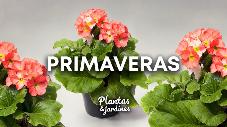 Primaveras – Plantas y Jardines