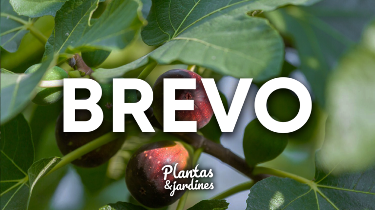 BREVO – Plantas y Jardines en Teleamiga