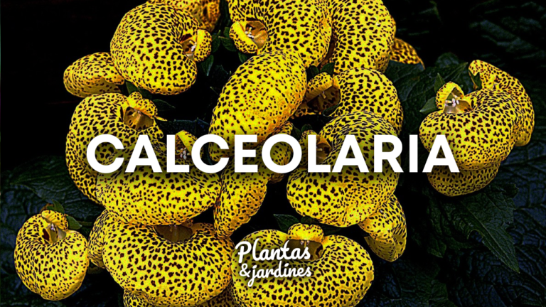 Calceolaria – Plantas y Jardines en Teleamiga