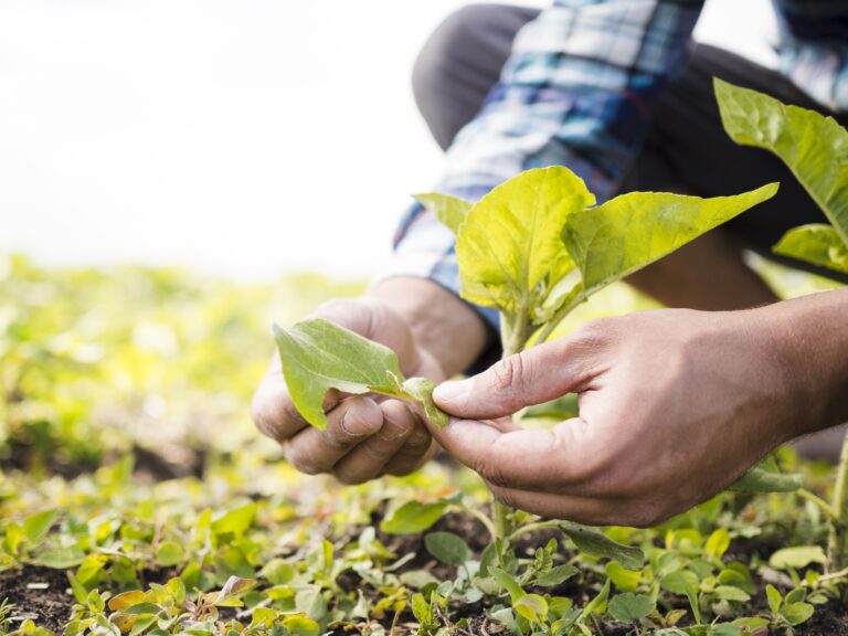 ¿Cuál es el papel de la agricultura en el mantenimiento de la biodiversidad?