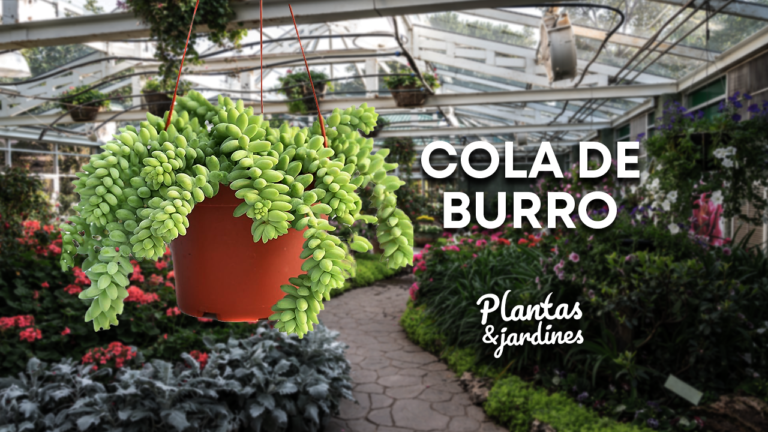 Cola de Burro – Plantas y Jardines en Teleamiga