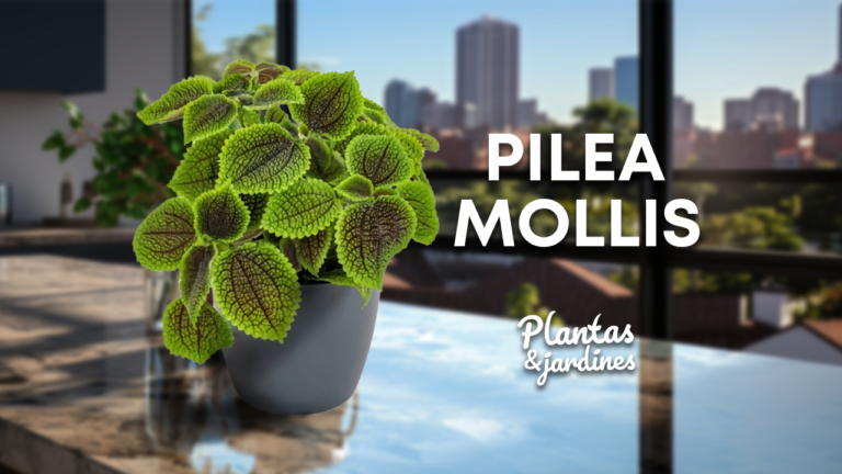 Pilea Mollis – Plantas y Jardines en Teleamiga