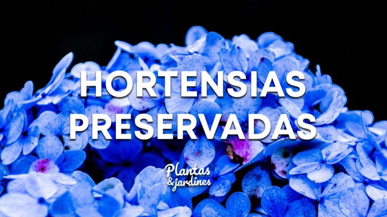 Hortensias Reservadas – Plantas y Jardines en Teleamiga