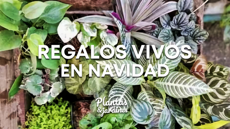 Regalos Vivos para Navidad – Plantas y Jardines en Teleamiga