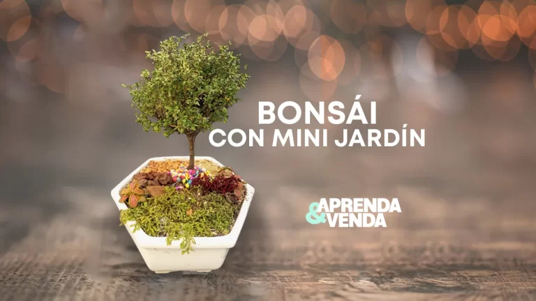 Bonsái con Mini Jardín en Aprenda y Venda