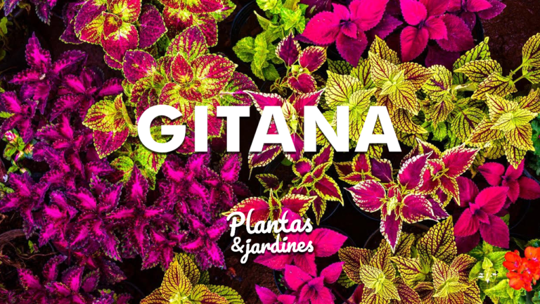 Gitana – Plantas y Jardines