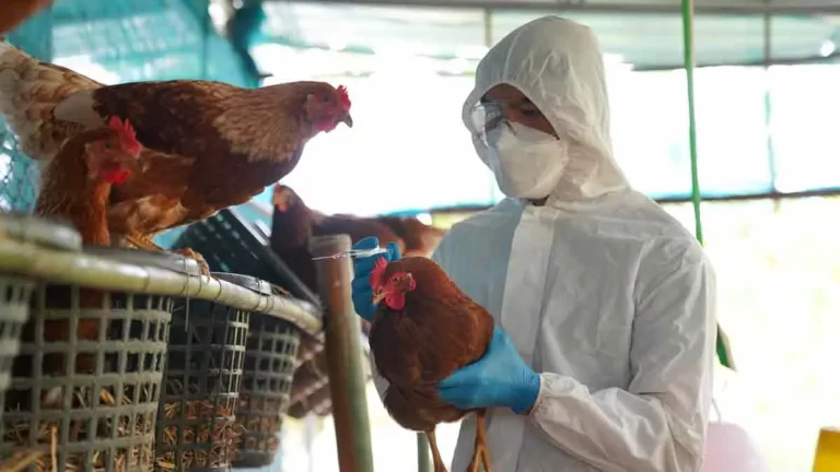 Alerta de la ONU: Crece la Amenaza de Epidemia por Gripe Aviar