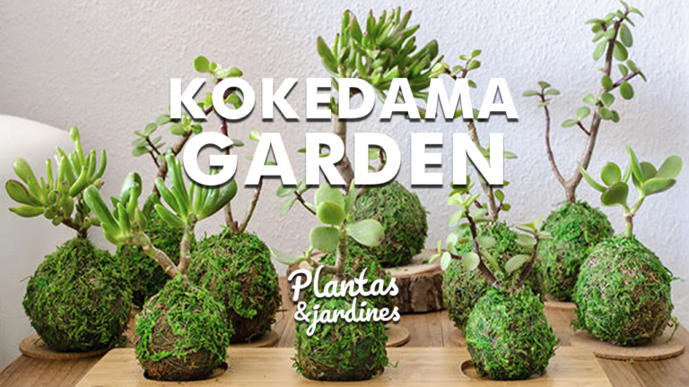 Kokedama Garden – Plantas y Jardines