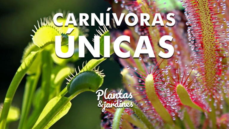 Carnivoras – Plantas & Jardines