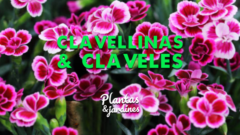 Clavellinas Y Claveles – Plantas y Jardines