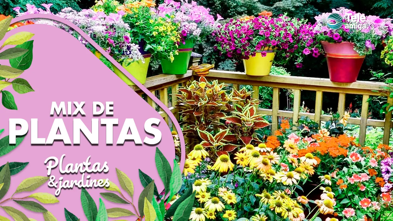 decoración de jardines con plantas