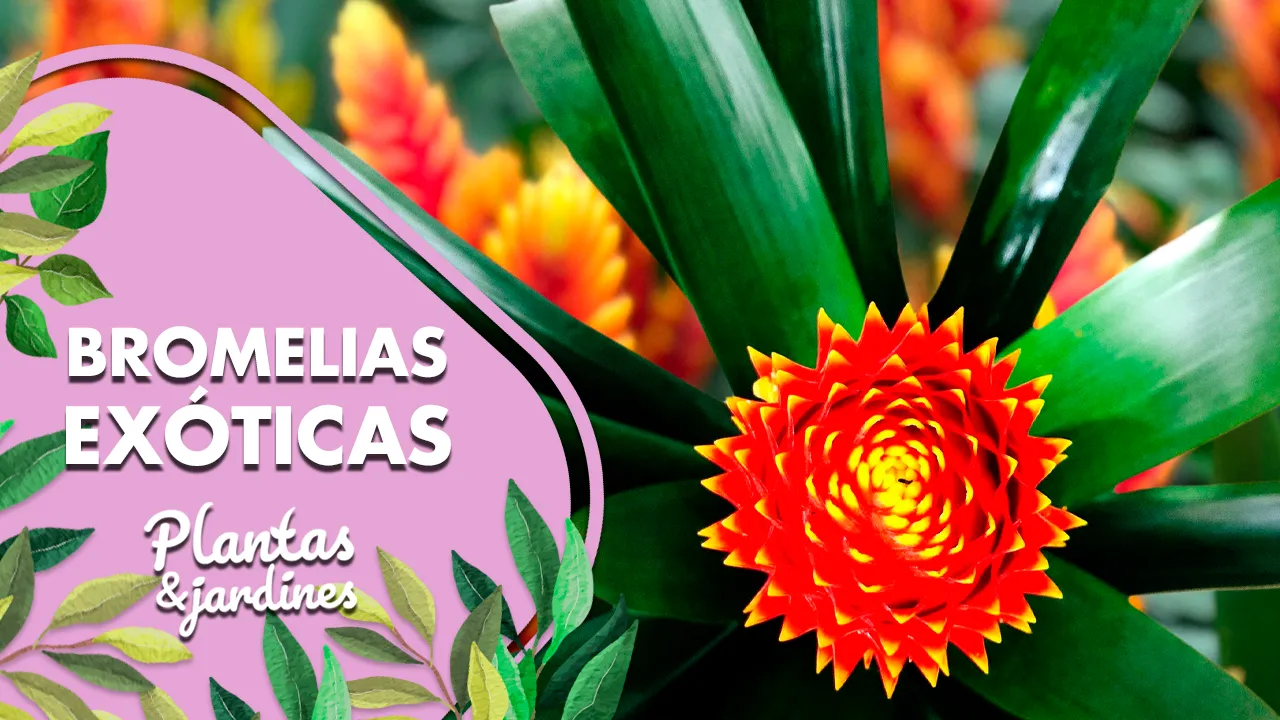 Bromelias Plantas y Jardines