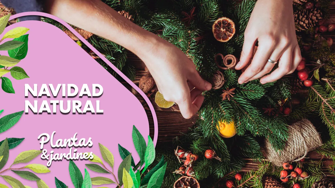 Navidad Natural Plantas y Jardines