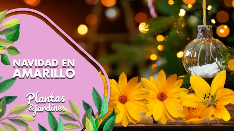 Navidad en Amarillo - Plantas y jardines