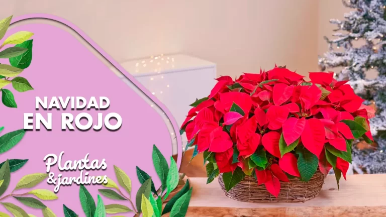 poinsettias - flor de pascua